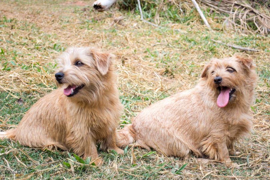 Ninhadas Previstas de Norfolk Terrier