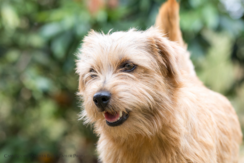 Norfolk Terrier Wheaten