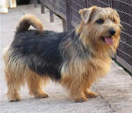 Norfolk Terrier Black & Tan